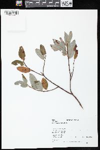 Salix myricoides image