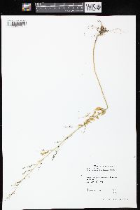 Chenopodium standleyanum image