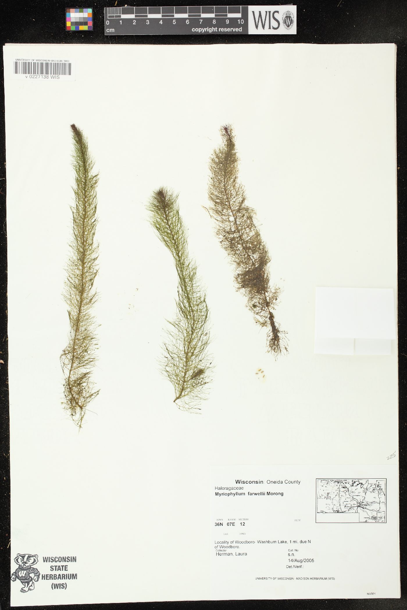 Myriophyllum farwellii image