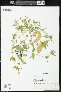 Stellaria aquatica image