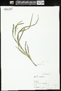 Carex hitchcockiana image