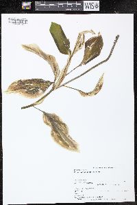 Potamogeton amplifolius image