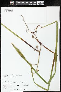 Sparganium eurycarpum image