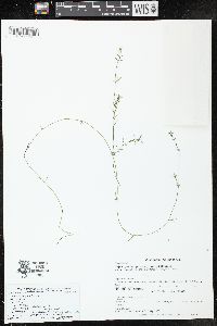 Najas guadalupensis subsp. olivacea image