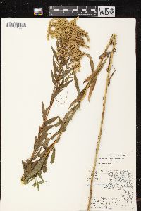 Solidago canadensis var. canadensis image