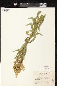 Solidago canadensis var. canadensis image