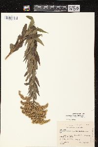 Solidago canadensis var. hargeri image