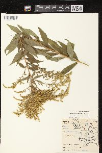 Solidago canadensis var. hargeri image