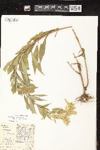 Solidago canadensis var. hargeri image