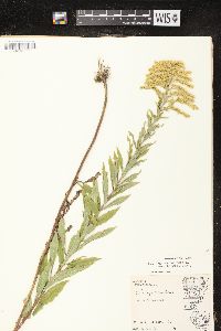 Solidago canadensis var. hargeri image