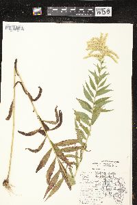 Solidago canadensis var. hargeri image