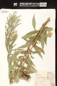 Solidago canadensis var. hargeri image