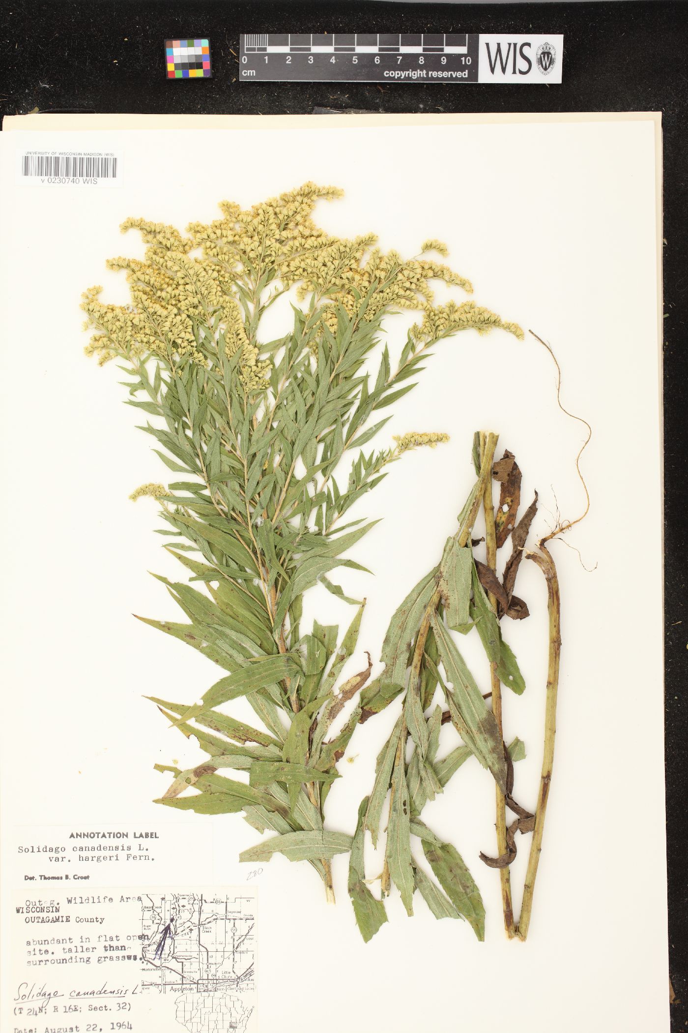 Solidago canadensis var. hargeri image