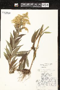 Solidago canadensis var. hargeri image