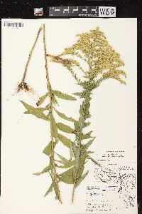 Solidago canadensis var. hargeri image