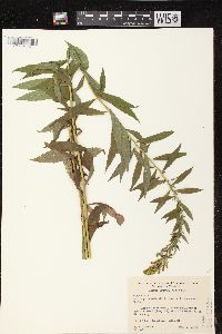 Solidago canadensis var. hargeri image