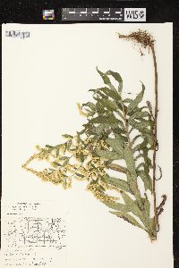 Solidago canadensis var. hargeri image