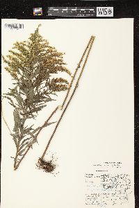 Solidago canadensis var. hargeri image