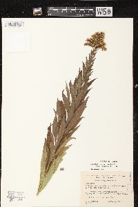 Solidago canadensis var. scabra image