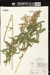 Solidago canadensis var. scabra image