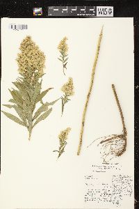 Solidago canadensis var. scabra image