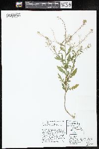 Rorippa palustris subsp. fernaldiana image