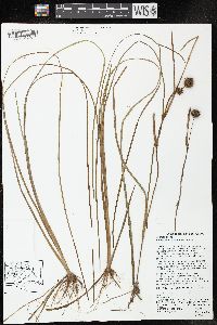 Sparganium angustifolium image