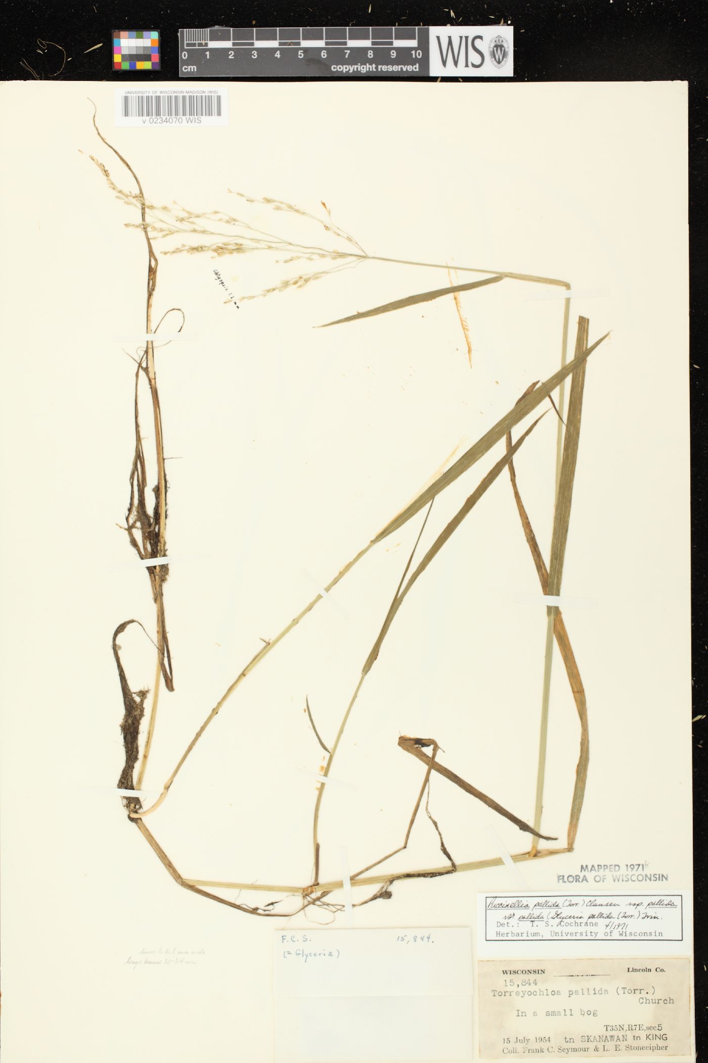Puccinellia pallida image