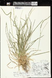 Poa alsodes image