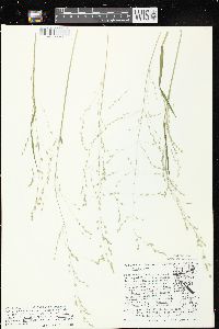 Poa alsodes image