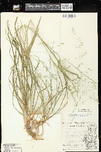 Poa alsodes image