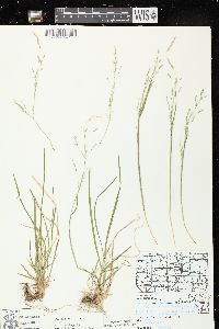 Poa alsodes image