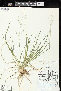 Poa alsodes image