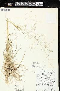 Poa alsodes image