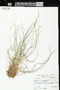 Poa alsodes image