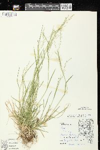 Poa alsodes image