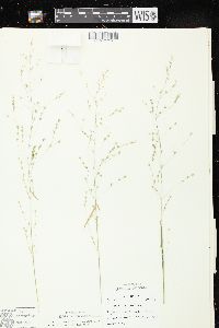 Poa alsodes image