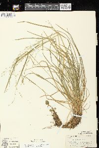 Poa alsodes image