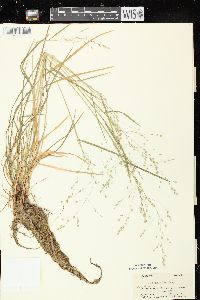 Poa alsodes image