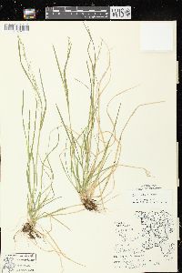 Poa alsodes image