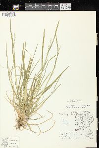 Poa alsodes image