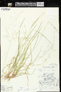 Poa alsodes image