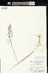 Poa palustris image