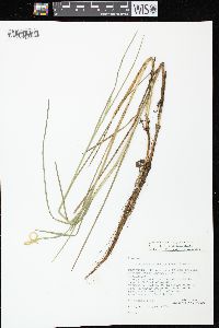 Glyceria borealis image