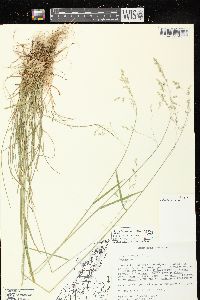 Poa saltuensis image