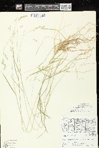 Poa saltuensis image