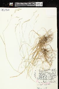 Poa saltuensis image