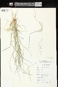 Poa saltuensis image