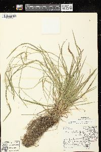 Poa sylvestris image