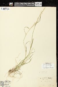 Poa sylvestris image